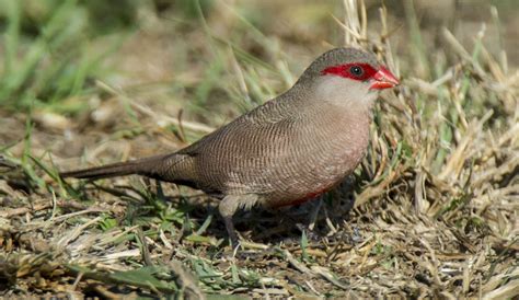 Common Waxbill - Owen Deutsch Photography