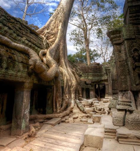 Tree Planting Site: Phnom Penh, Cambodia - THE ENVIRONMENTOR