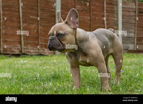 French Bulldog Stock Photo - Alamy