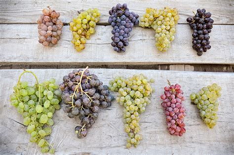 Table Grape Varieties | F Wall Decoration