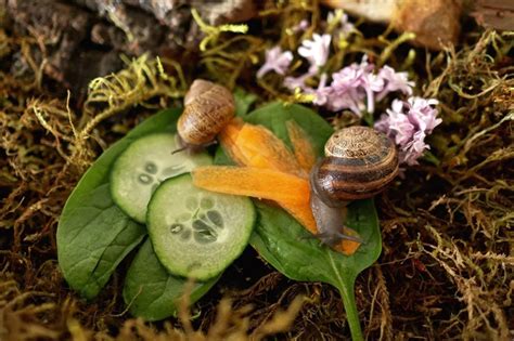 How to Make a Snail Habitat – Woodlark Blog – Woodlark Plastic Terrarium, Terrarium Diy ...