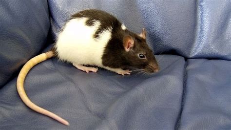 125+ Cute and Clever Names for Your Pet Rat | PetHelpful