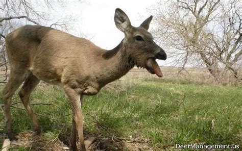 Three Deer Test Positive for Zombie Disease (CWD) in Ohio this Fall ...