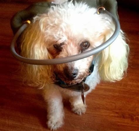 Muffin's Halo For Blind Dogs Published by Silvie Bordeaux Page Liked · October 21, 2016 ...