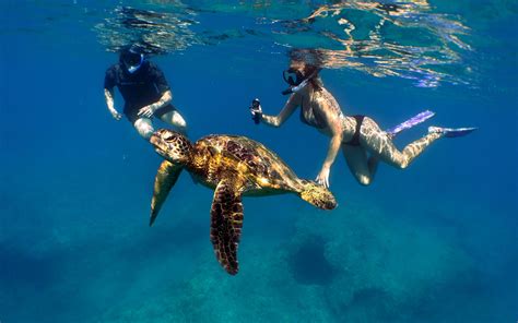 Scuba Diving Waikiki, Honolulu, Oahu, North Shore | Banzai Divers Hawaii » Snorkel Tours