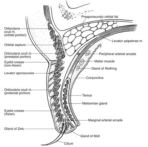 Eyelid Anatomy — Ophthalmology Review