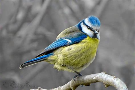 Blue, white, and yellow Finch HD wallpaper | Wallpaper Flare