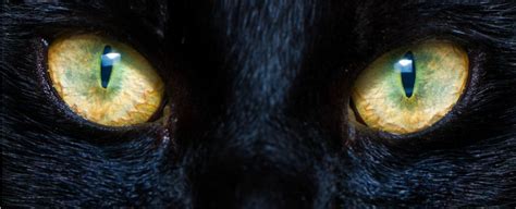 Here's why cats have such strange, haunting eyes, explained by science - Science News