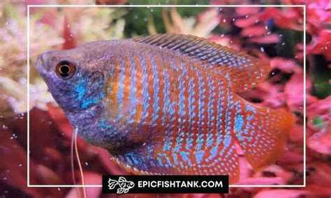 Dwarf Gourami Breeding: A Comprehensive Guide - Epic Fish Tank