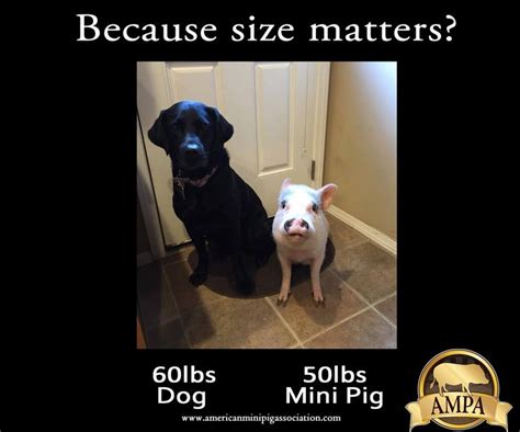 22 best Mini Pig Size Comparison images on Pinterest | Mini pigs, Mini ...