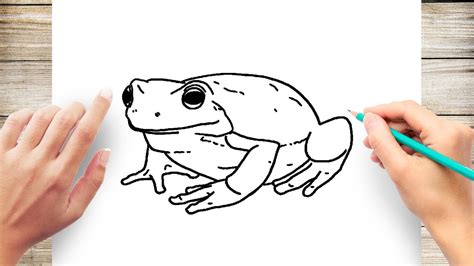 Realistic Frog Drawing