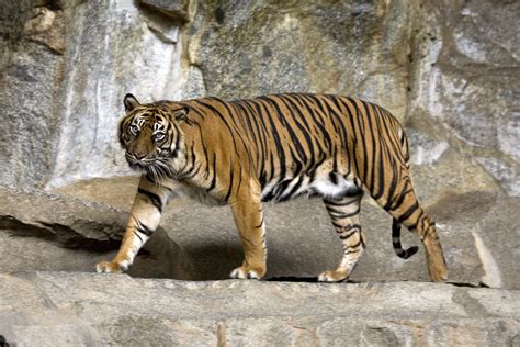 File:Sumatran Tiger Berlin Tierpark.jpg - Wikipedia