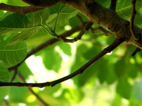 Fig Tree Leaves, photograph, #1533206 - FreeImages.com