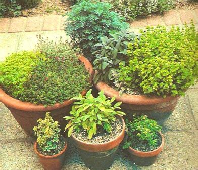 Potted Herb Garden, Potting Herbs, Herb Pot Garden