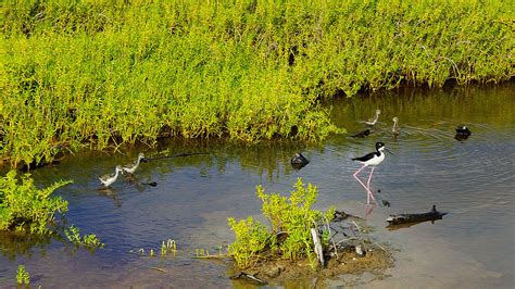 Find a Hawaii Birdwatching "Pal" Online | Hawaii Aloha Travel