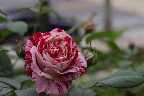 22 Popular Heirloom Roses To Grow This Season, 50% OFF