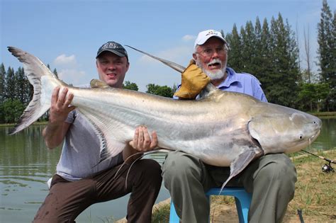 International Fishing News: THAILAND: huge 100 lb Chaophraya giant catfish