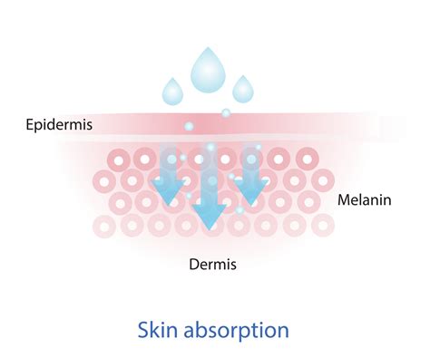 The mechanism of nutrient absorption through skin layer vector on white background. Infographic ...