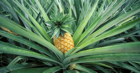 Here's How To Grow A Pineapple At Home In 5 Simple Steps