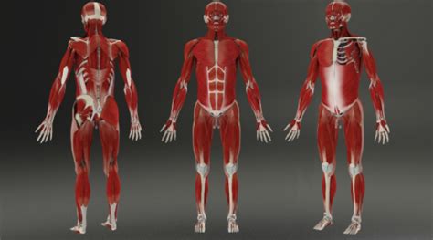 Building a 3D Human. Phase 3: Muscular System - Pocket Anatomy