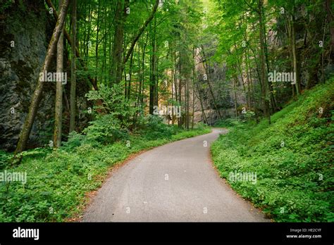 Abandoned asphalt road in a deep green forest with rocks Stock Photo - Alamy