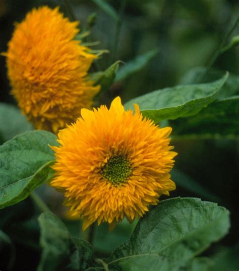 How to Plant and Grow Annual Sunflower