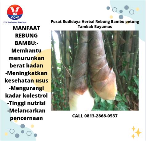 Pusat Budidaya Herbal Rebung Bambu petung Tambak Bayumas - Tanamanherbalp - Medium