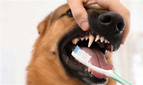 How to Safely Clean a Dog's Teeth - A-Z Animals