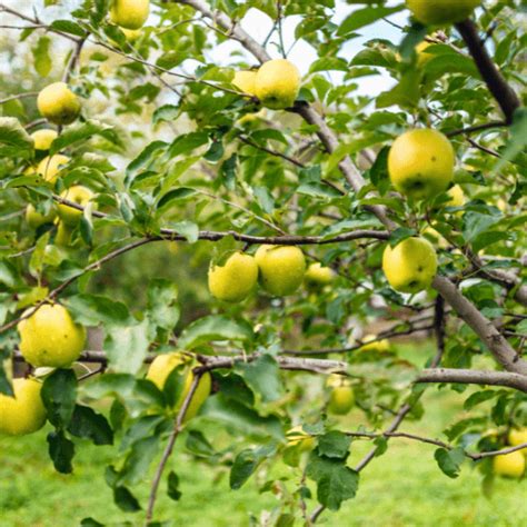 Golden Delicious Apple Tree - Just Berry Plants