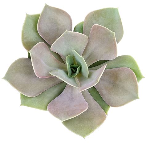 Echeveria Succulents | Types of Colorful Rosette Succulents with Care ...