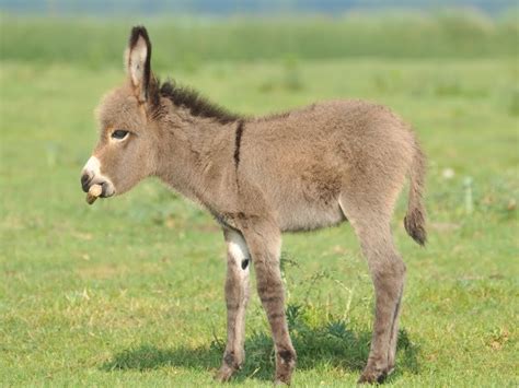 200+ Funny Donkey Names (Beyond the Ordinary Choices!)