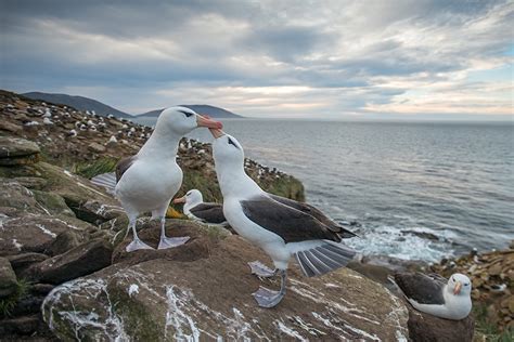 Black-Browed Albatross Mating Dance | Sean Crane Photography