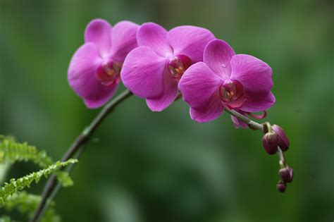 Orchid - Flowers Photo (28139195) - Fanpop