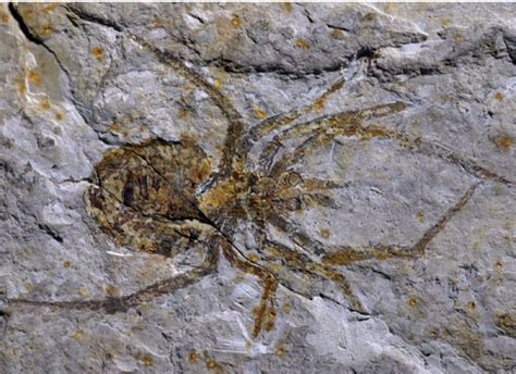 Ancient Spider Fossil Discovery A Hoax, Specimen Doctored | IBTimes