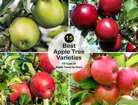 15 Type of Apple Trees to Grow | Best Apple Tree Varieties