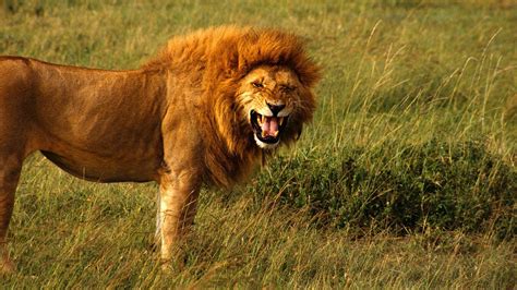 Lion Facts: 20 Interesting Facts About Lions