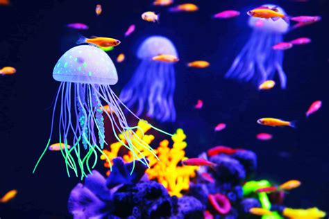 Colorful Jellyfish Species