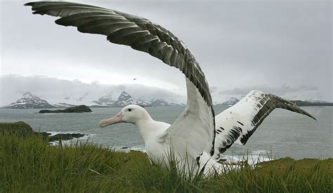 Wandering Albatross Size