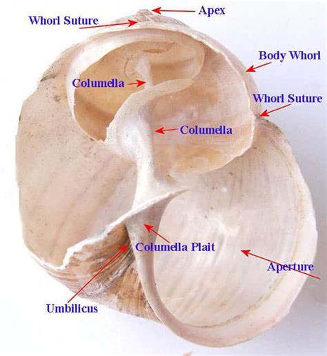 The Gastropod Shell: Nature's Mobile Homes [2022]