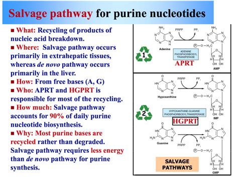 Purine Synthesis