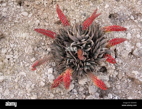 Examples Of Xerophytes Plants