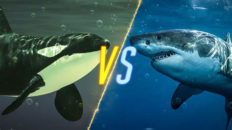 Killer Whale VS Shark - YouTube