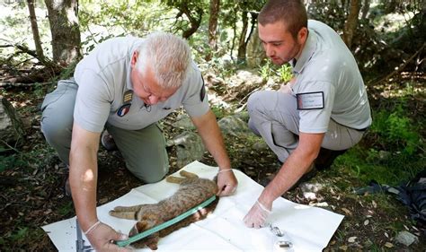 Corsica’s mysterious wild ‘fox-cat’ is confirmed as unique species by genetic analysis | Science ...