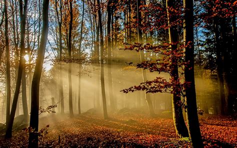 nature, Landscape, Sunrise, Sun Rays, Forest, Fall, Leaves, Mist, Sunlight, Trees, Morning ...