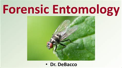 Forensic Entomology Forensic Field Guide