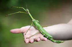 Goliath stick insects - Elegant Entomology