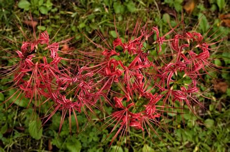 Lycoris radiata stock image. Image of higanbana, leaf - 260907827