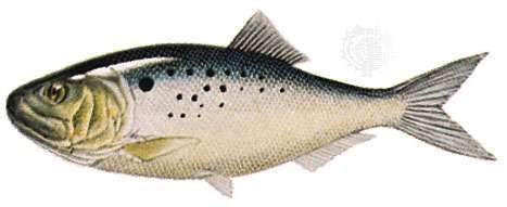 Menhaden | fish | Britannica.com