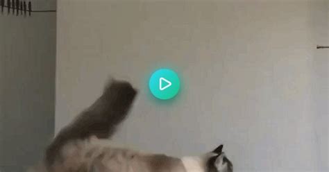 Cat Kung Fu in slow motion : r/aww