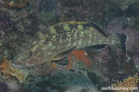 Epinephelus marginatus - Dusky Grouper | ReefLifeSurvey.com